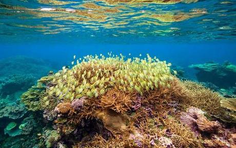 Pacific Palmyra ~  President Obama has plans to make it Marine Protected Area
