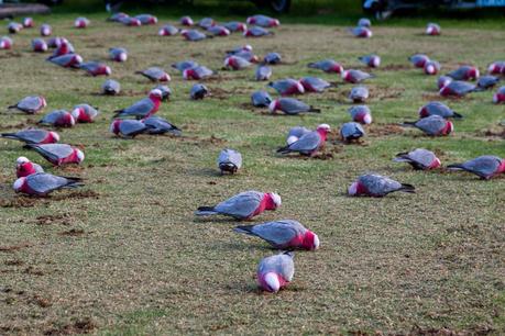 large group of galahs on grass