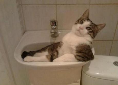 Top 10 Laid Back Cats Top 10 Laid Back Cats