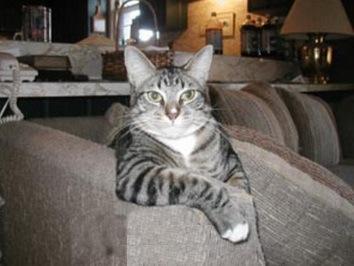 Top 10 Laid Back Cats Top 10 Laid Back Cats