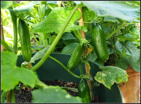 Harvest Monday - 14th July 2014 Harvest Monday - 14th July 2014