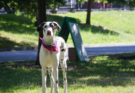 Boston Common Off-Leash Dog Area