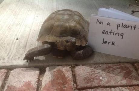 Top 10 Examples of Animal Shaming Top 10 Examples of Animal Shaming