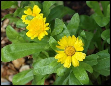 Flighty's Favourites Flighty's Favourites