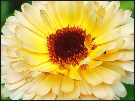 Flighty's Favourites Flighty's Favourites