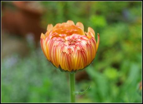 Flighty's Favourites Flighty's Favourites