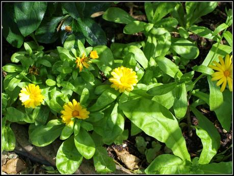 Flighty's Favourites Flighty's Favourites