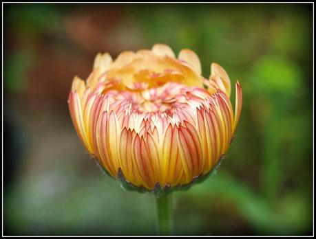 Flighty's Favourites Flighty's Favourites