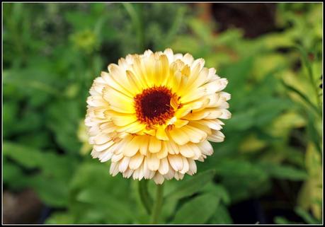 Flighty's Favourites Flighty's Favourites