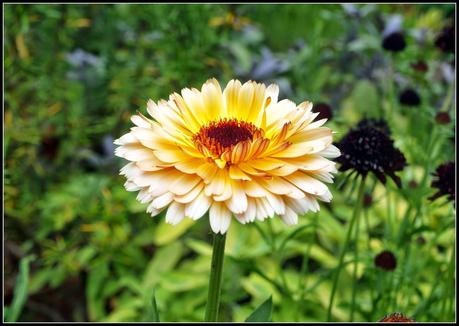 Flighty's Favourites Flighty's Favourites