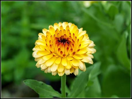 Flighty's Favourites Flighty's Favourites