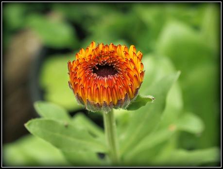 Flighty's Favourites Flighty's Favourites