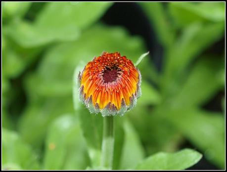 Flighty's Favourites Flighty's Favourites