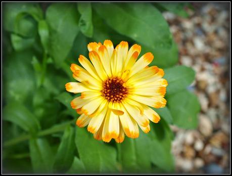 Flighty's Favourites Flighty's Favourites