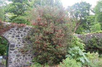 Crinodendron hookerianum (07/06/2014, Dunvegan Castle, Isle of Skye, Scotland)