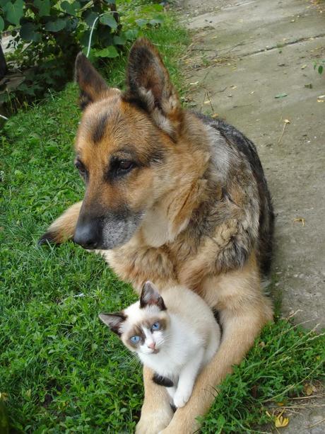 When a dog loves a kitty :)