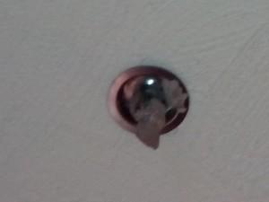 Insects make nests in unusual places. probestIMG_20140708_122259