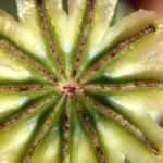 The Macro Allotment The Macro Allotment