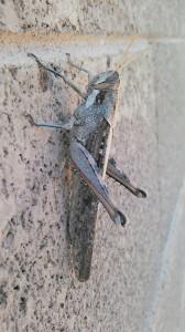 Grasshoppers probestpestmanagementNCM_0160