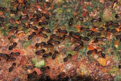 Termites. Image courtesy of panuruangjan / FreeDigitalPhotos.net