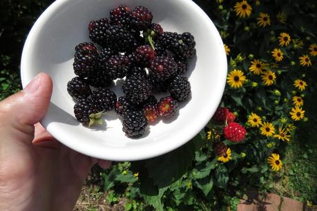 Blackberries-and-Brown-Eyed-Susans