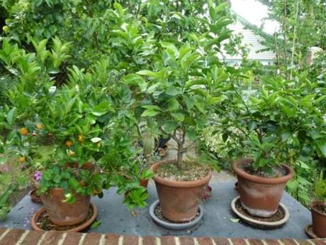 orange and lemon trees in old pots