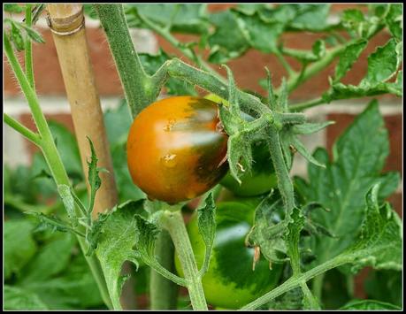 Tomatoes - will there be a late rally?