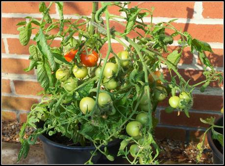 Tomatoes - will there be a late rally?
