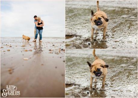 Engagement photography at Filey beach with puggle dog shaking face