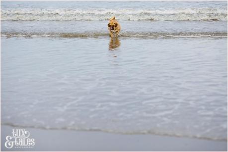 Dog at engagement shoot in Filey beach. 