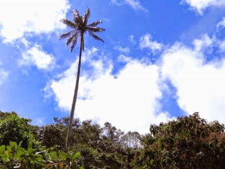 The world's tallest palm trees of the Cocora Valley, Colombia