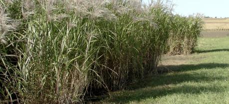 Miscanthus, a towering perennial grass pictured here, might be even better suited to growing in Iowa than previously thought, according to research by Iowa State University agronomists.