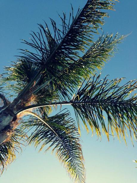 Palm-Tree-California-Sky