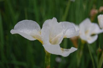 Iris sibirica 'White Swirl' Flower (07/06/2014, Kew Gardens, London)