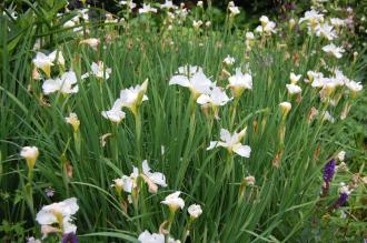 Iris sibirica 'White Swirl' (07/06/2014, Kew Gardens, London)