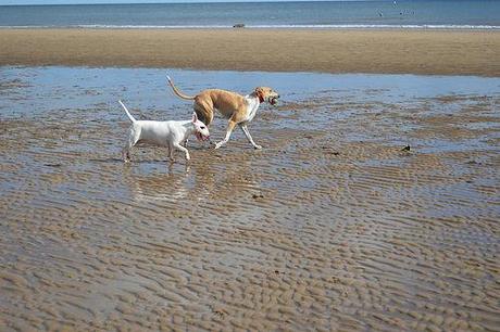 English Bull Terrier and a Lurcher