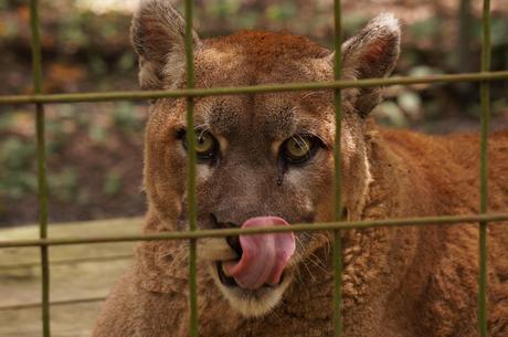 Captive cougar