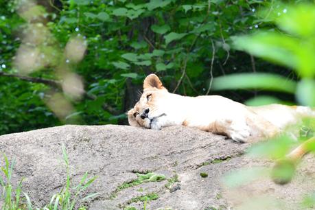 Lazy lioness 