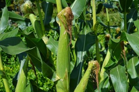 Growing and Harvesting Sweet-corn