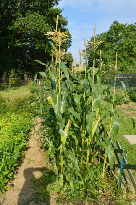 Growing and Harvesting Sweet-corn