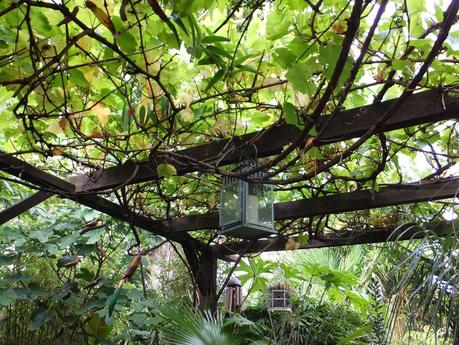 Rain - The Garden in July Rain - The Garden in July