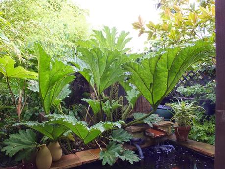 Rain - The Garden in July Rain - The Garden in July