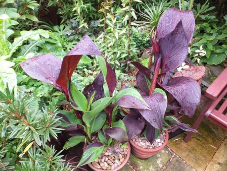 Rain - The Garden in July Rain - The Garden in July