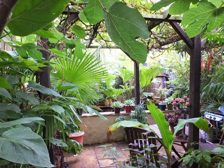 Rain - The Garden in July Rain - The Garden in July