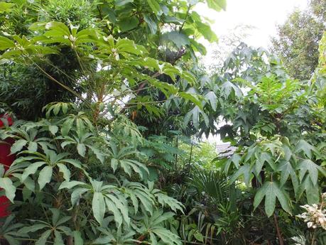 Rain - The Garden in July Rain - The Garden in July