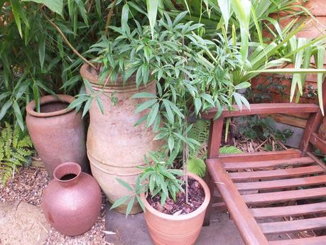 Rain - The Garden in July Rain - The Garden in July