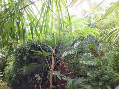 Rain - The Garden in July Rain - The Garden in July