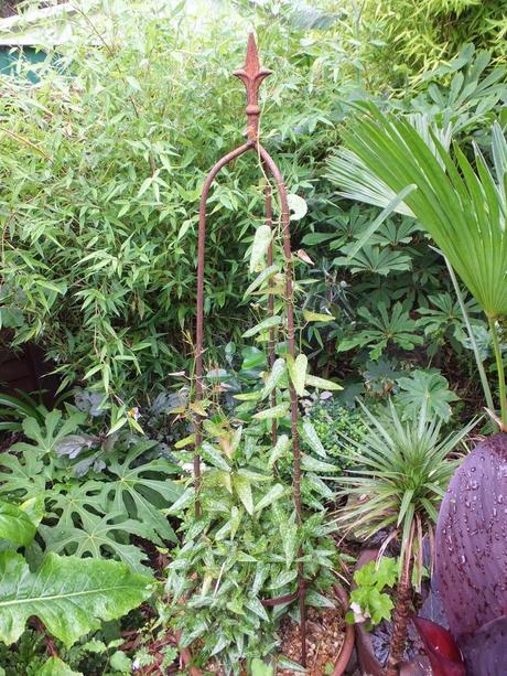 Rain - The Garden in July Rain - The Garden in July