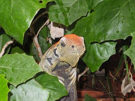 Rain - The Garden in July Rain - The Garden in July