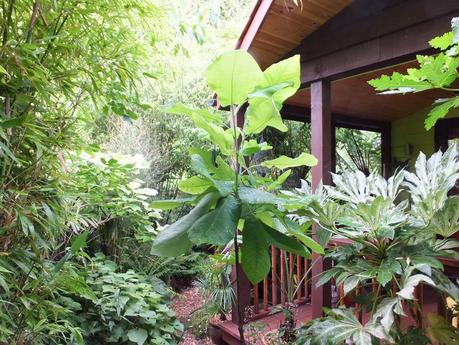 Rain - The Garden in July Rain - The Garden in July